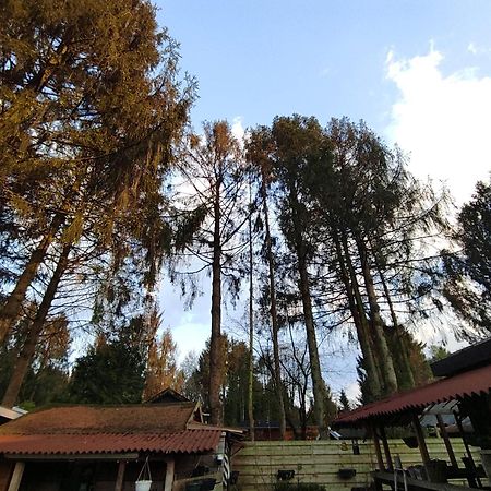 "Tempat Senang" Chalet On The Beautiful Veluwe With Airco Sauna Bbq Jacuzzi Beamer And Dog بوتِنْ المظهر الخارجي الصورة